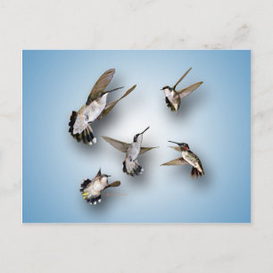 Hummingvogels Briefkaart