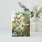 Hummingvogels Briefkaart (Staand voorkant)