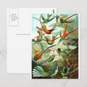 Hummingvogels Briefkaart (Voorkant / Achterkant)