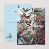  Hummingvogels Briefkaart (Voorkant / Achterkant)