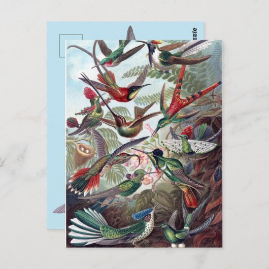  Hummingvogels Briefkaart (Voorkant / Achterkant)