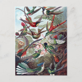 Hummingvogels Briefkaart