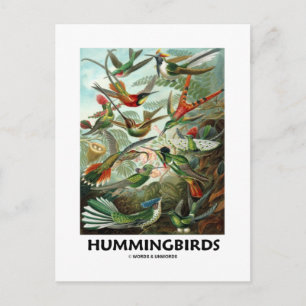 Hummingvogels Briefkaart