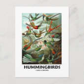 Hummingvogels Briefkaart (Voorkant)