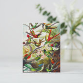 Hummingvogels door Ernst Haeckel Briefkaart (Staand voorkant)