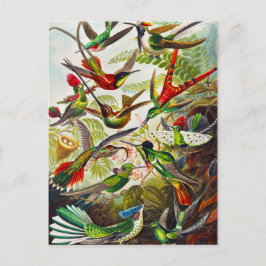 Hummingvogels door Ernst Haeckel Briefkaart