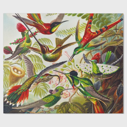  Hummingvogels door Ernst Haeckel Cadeaupapier (Vlak)