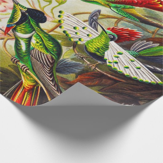  Hummingvogels door Ernst Haeckel Cadeaupapier (Hoek)