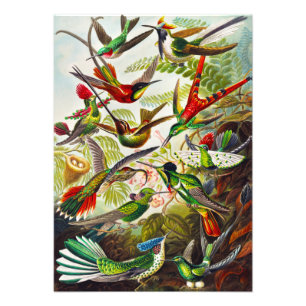 Hummingvogels door Ernst Haeckel Foto Afdruk