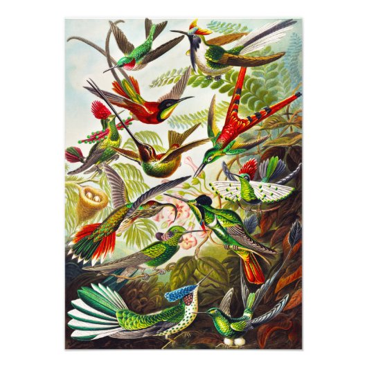  Hummingvogels door Ernst Haeckel Foto Afdruk (Voorkant)