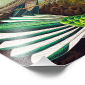  Hummingvogels door Ernst Haeckel Foto Afdruk (Hoek)