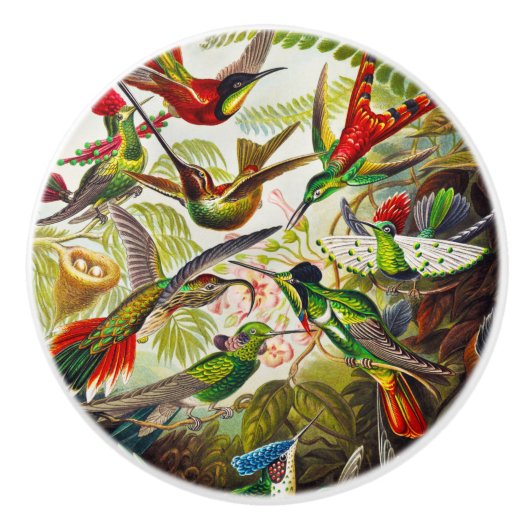  Hummingvogels door Ernst Haeckel Keramische Knop (Voorkant)