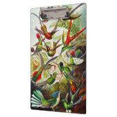  Hummingvogels door Ernst Haeckel Klembord (Links)