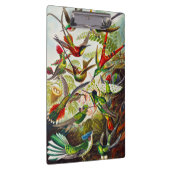  Hummingvogels door Ernst Haeckel Klembord (Rechts)