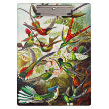  Hummingvogels door Ernst Haeckel