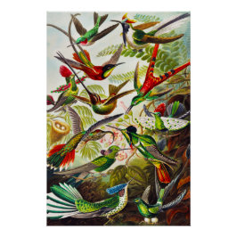Hummingvogels door Ernst Haeckel Perfect Poster