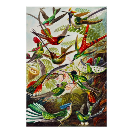 Hummingvogels door Ernst Haeckel Perfect Poster (Voorkant)
