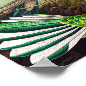 Hummingvogels door Ernst Haeckel Poster (Hoek)