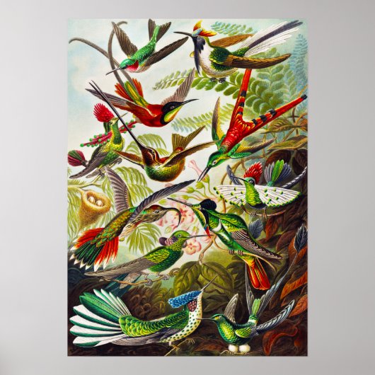 Hummingvogels door Ernst Haeckel Poster (Voorkant)