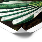 Hummingvogels door Ernst Haeckel Poster (Hoek)