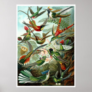  Hummingvogels door Ernst Haeckel Poster