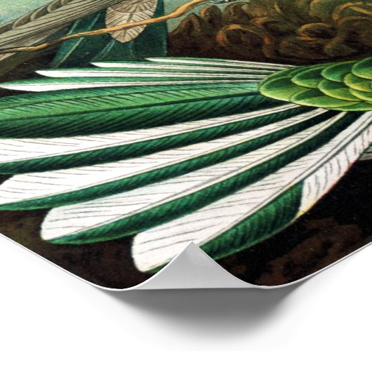 Hummingvogels door Ernst Haeckel Poster (Hoek)
