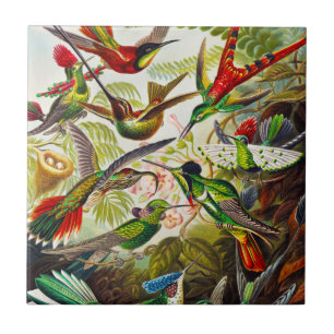  Hummingvogels door Ernst Haeckel Tegeltje