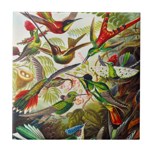 Hummingvogels door Ernst Haeckel Tegeltje (Voorkant)