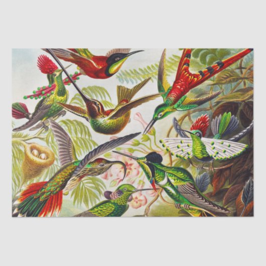  Hummingvogels door Ernst Haeckel Tissuepapier (Voorkant)