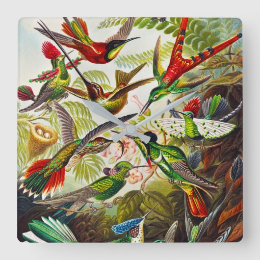  Hummingvogels door Ernst Haeckel Vierkante Klok (Voorkant)