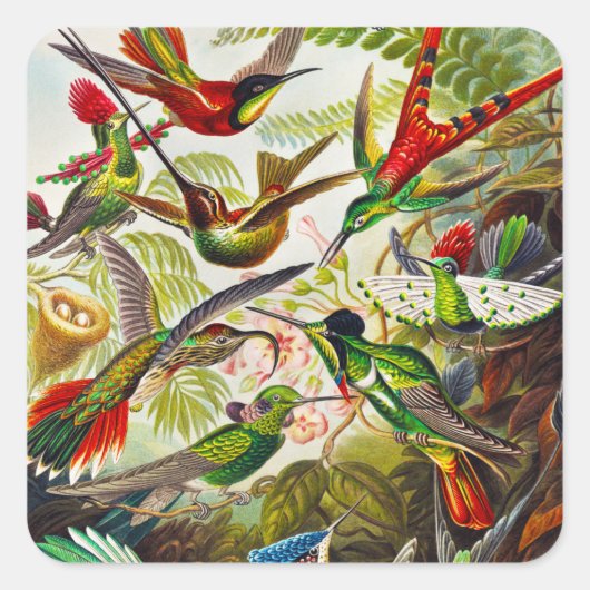  Hummingvogels door Ernst Haeckel Vierkante Sticker (Voorkant)