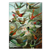 Hummingvogels door Ernst Haeckel, vogelbomen (Voorkant)