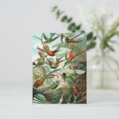 Hummingvogels door Ernst Haeckel,  vogelbomen Briefkaart (Staand voorkant)