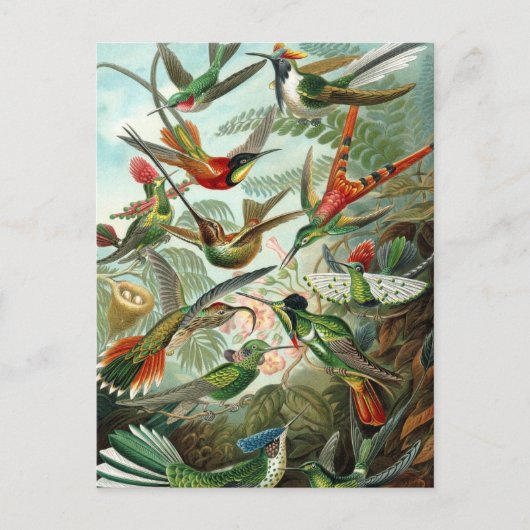 Hummingvogels door Ernst Haeckel,  vogelbomen Briefkaart (Voorkant)