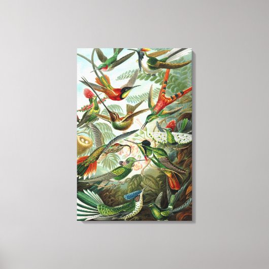 Hummingvogels door Ernst Haeckel, vogelbomen Canvas Afdruk (Voorkant)