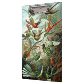 Hummingvogels door Ernst Haeckel,  vogelbomen Klembord (Links)