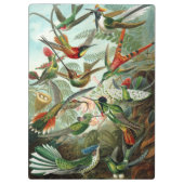 Hummingvogels door Ernst Haeckel,  vogelbomen Klembord (Achterkant)
