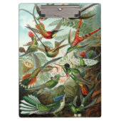 Hummingvogels door Ernst Haeckel,  vogelbomen Klembord (Voorkant)