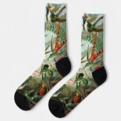 Hummingvogels door Ernst Haeckel,  vogelbomen Sokken (Links)