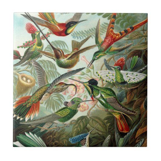 Hummingvogels door Ernst Haeckel,  vogelbomen Tegeltje (Voorkant)