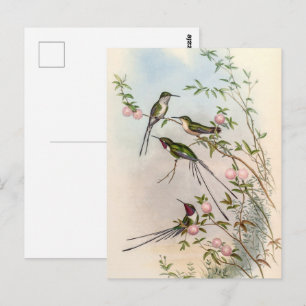 Hummingvogels door John Gould Briefkaart