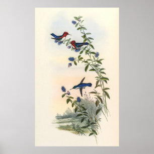 Hummingvogels door John Gould Poster