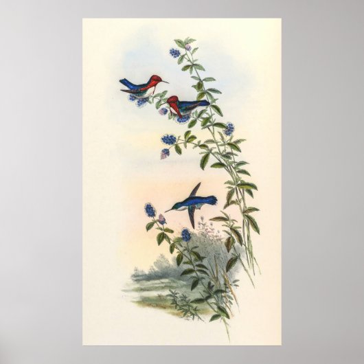 Hummingvogels door John Gould Poster (Voorkant)