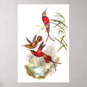 Hummingvogels door John Gould Poster (Voorkant)