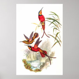 Hummingvogels door John Gould Poster
