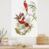 Hummingvogels door John Gould Poster (Keuken)