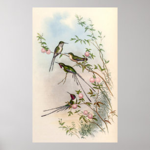 Hummingvogels door John Gould Poster