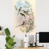 Hummingvogels door John Gould Poster (Thuiskantoor)