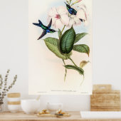 Hummingvogels door John Gould Poster (Keuken)