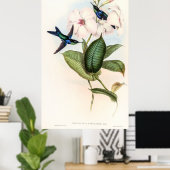 Hummingvogels door John Gould Poster (Thuiskantoor)